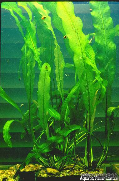 Aponogeton Madagascariensis Madagaskar Gitterpflanze Flowgrow