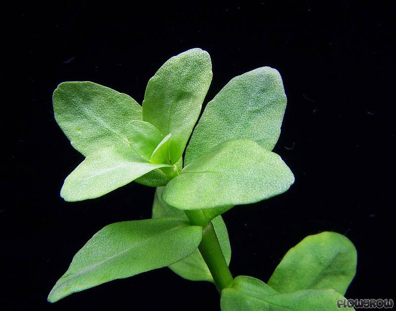 [Imagen: bacopa-madagascariensis-4f7a02754ab4f.jpg]