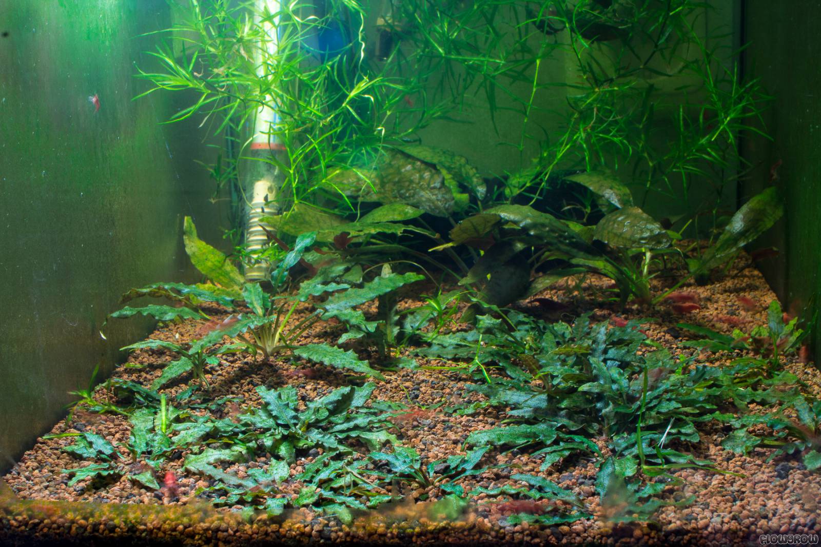 Cryptocoryne pygmaea - Zwerg-Wasserkelch - Flowgrow ...
