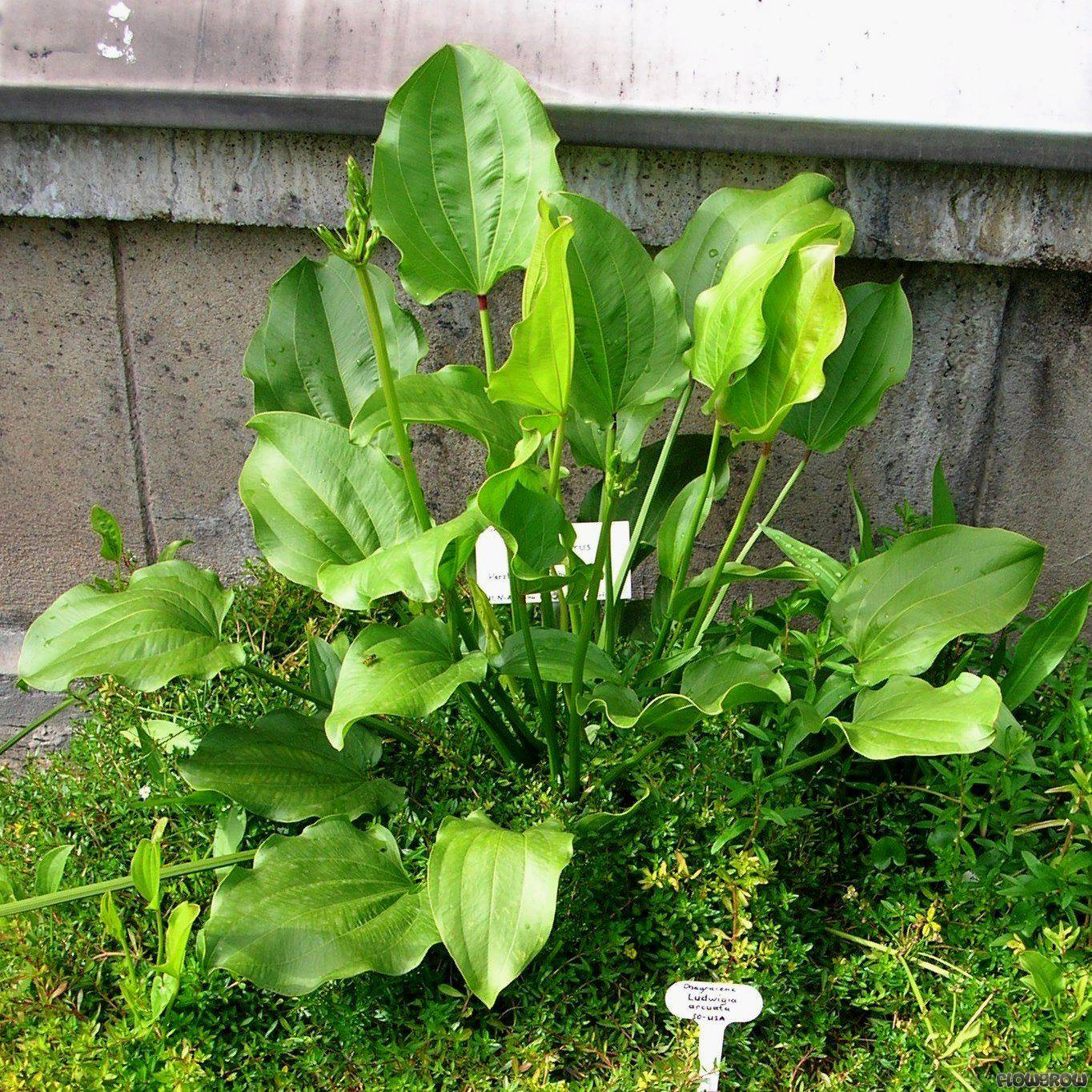 www.flowgrow.de