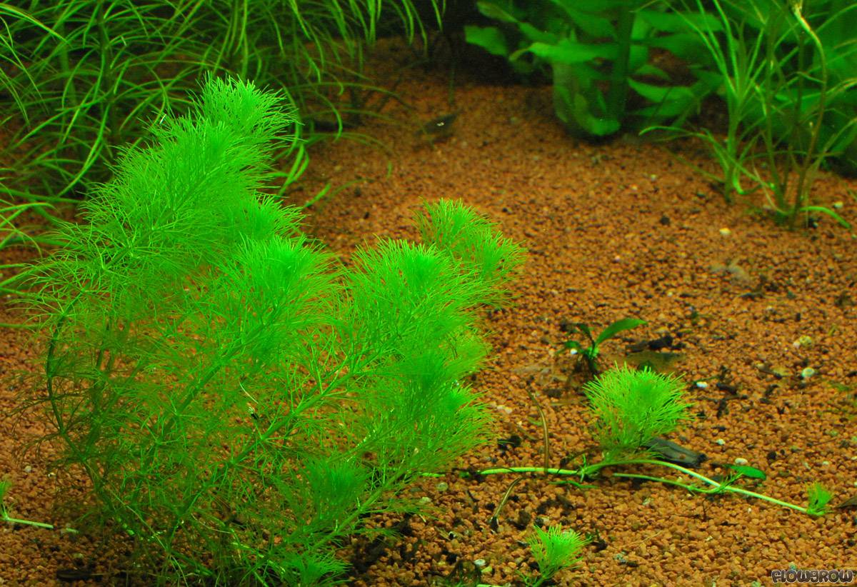 Limnophila indica Indischer Sumpffreund Flowgrow Wasserpflanzen