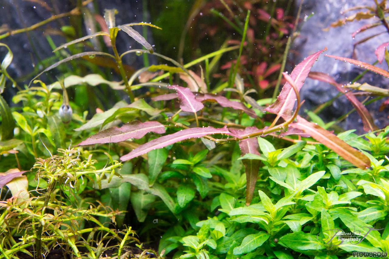 www.flowgrow.de