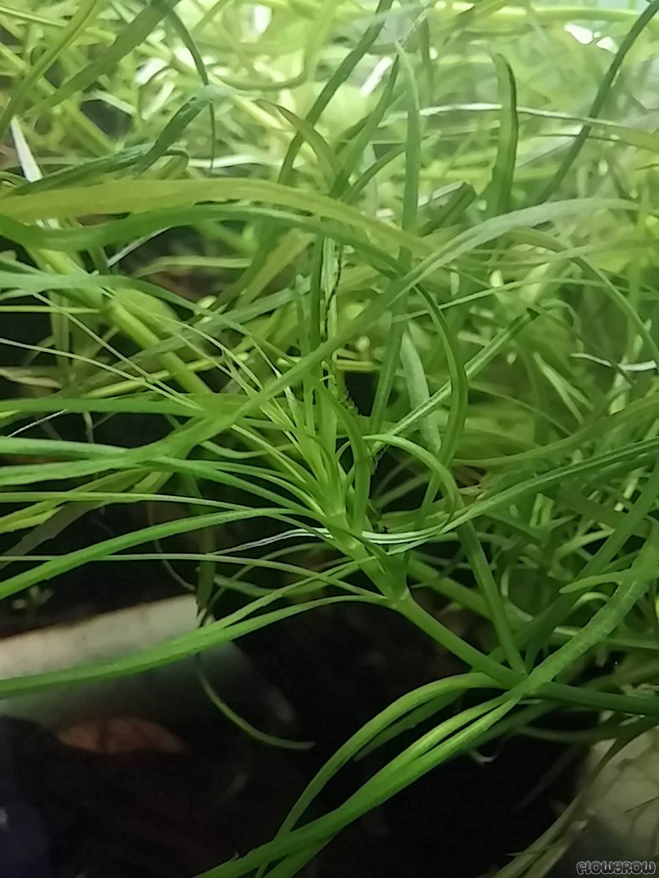 www.flowgrow.de