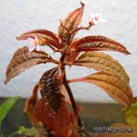 Aciotis acuminifolia - Flowgrow Wasserpflanzen-Datenbank