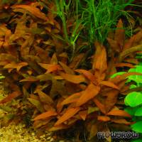 Alternanthera reineckii 'Mini' - Mini-Papageienblatt - Flowgrow Wasserpflanzen-Datenbank