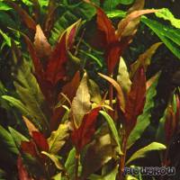 Alternanthera reineckii "Rosaefolia" - Rosablättriges Papageienblatt - Flowgrow Wasserpflanzen-Datenbank