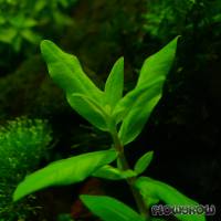 Ammannia capitellata - Dreiblütige Nesaea - Flowgrow Wasserpflanzen-Datenbank