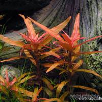 Ammannia crassicaulis - Dickstängelige Nesaea - Flowgrow Wasserpflanzen-Datenbank