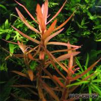 Ammannia gracilis - Große Cognacpflanze - Flowgrow Wasserpflanzen-Datenbank