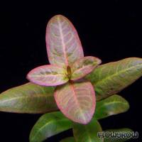 Ammannia latifolia - Breitblättrige Ammannie - Flowgrow Wasserpflanzen-Datenbank