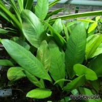 Anubias afzelii - Afzelius' Speerblatt - Flowgrow Wasserpflanzen-Datenbank