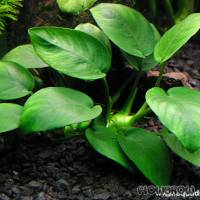 Anubias barteri var. nana - Zwergspeerblatt - Flowgrow Wasserpflanzen-Datenbank