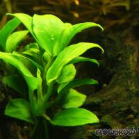 Anubias barteri var. nana 'Petite' ('Bonsai') - Bonsai-Zwergspeerblatt - Flowgrow Wasserpflanzen-Datenbank
