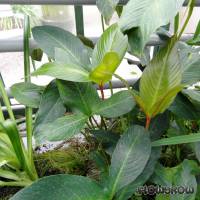 Anubias gigantea - Riesenspeerblatt - Flowgrow Wasserpflanzen-Datenbank