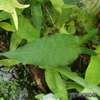 Anubias gilletii - Gillets Speerblatt - Flowgrow Wasserpflanzen-Datenbank