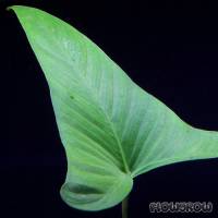 Anubias gracilis - Efeublättriges Speerblatt - Flowgrow Wasserpflanzen-Datenbank