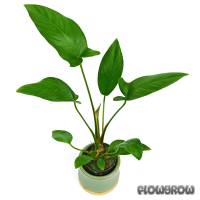 Anubias hastifolia - Spießblättriges Speerblatt - Flowgrow Wasserpflanzen-Datenbank