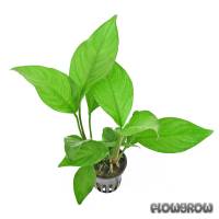 Anubias heterophylla - Verschiedenblättriges Speerblatt - Flowgrow Wasserpflanzen-Datenbank