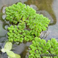 Azolla pinnata - Gefiederter Algenfarn - Flowgrow Wasserpflanzen-Datenbank