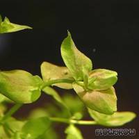 Bacopa australis - Südliches Fettblatt - Flowgrow Wasserpflanzen-Datenbank