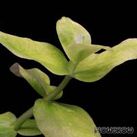 Bacopa lanigera - Wolliges Fettblatt - Flowgrow Wasserpflanzen-Datenbank