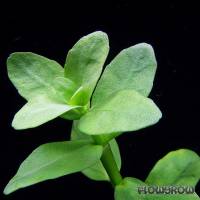 Bacopa madagascariensis - Madagassisches Fettblatt - Flowgrow Wasserpflanzen-Datenbank