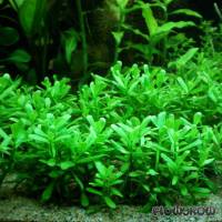 Bacopa monnieri 'Compact' - Flowgrow Wasserpflanzen-Datenbank