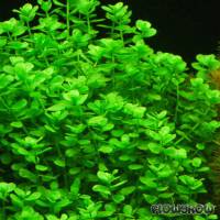 Bacopa monnieri "Rundblättrig" - Flowgrow Wasserpflanzen-Datenbank