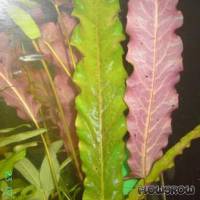 Barclaya longifolia - Flowgrow Wasserpflanzen-Datenbank