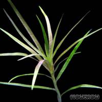 Blyxa japonica var. alternifolia - Flowgrow Wasserpflanzen-Datenbank