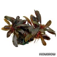 Bucephalandra sp. "Braun-rot" ("Serimbu") - Flowgrow Wasserpflanzen-Datenbank