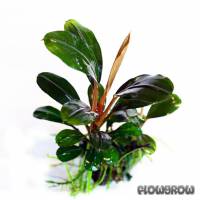 Bucephalandra sp. "Gunung Sumpit" - Flowgrow Wasserpflanzen-Datenbank
