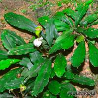 Bucephalandra sp. "Pancur Aji" - Flowgrow Wasserpflanzen-Datenbank