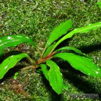Bucephalandra sp. "Sekadau 2" - Flowgrow Wasserpflanzen-Datenbank