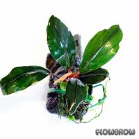 Bucephalandra sp. "Serian" - Flowgrow Wasserpflanzen-Datenbank