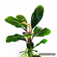 Bucephalandra sp. "Sungai Ayak" - Flowgrow Wasserpflanzen-Datenbank