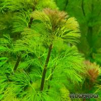 Cabomba aquatica - Feinblättrige Haarnixe - Flowgrow Wasserpflanzen-Datenbank