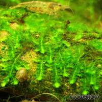 Callicostella prabaktiana - Flowgrow Wasserpflanzen-Datenbank