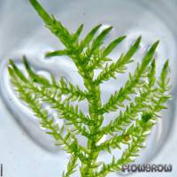 Calliergonella cuspidata - Spitzblättriges Spießmoos - Flowgrow Wasserpflanzen-Datenbank