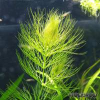 Ceratophyllum submersum - Zartes Hornblatt - Flowgrow Wasserpflanzen-Datenbank