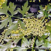 Ceratopteris cornuta - Gehörnter Hornfarn - Flowgrow Wasserpflanzen-Datenbank