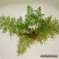 Ceratopteris thalictroides - Sumatrafarn - Flowgrow Wasserpflanzen-Datenbank