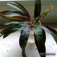 Cordyline fruticosa - Feuerpalme - Flowgrow Wasserpflanzen-Datenbank