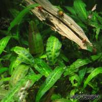 Cryptocoryne affinis - Härtels Wasserkelch - Flowgrow Wasserpflanzen-Datenbank