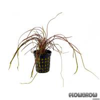 Cryptocoryne crispatula var. kubotae - Kubotas Wasserkelch - Flowgrow Wasserpflanzen-Datenbank