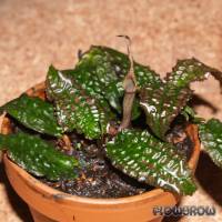 Cryptocoryne keei - Kee's Wasserkelch - Flowgrow Wasserpflanzen-Datenbank