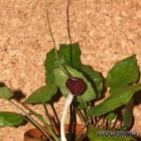 Cryptocoryne longicauda - Langgeschwänzter Wasserkelch - Flowgrow Wasserpflanzen-Datenbank