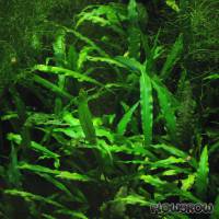 Cryptocoryne spiralis var. spiralis - Spiraliger Wasserkelch - Flowgrow Wasserpflanzen-Datenbank