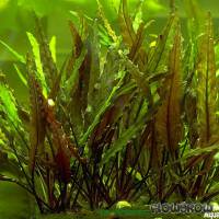 Cryptocoryne undulata - Gewellter Wasserkelch - Flowgrow Wasserpflanzen-Datenbank