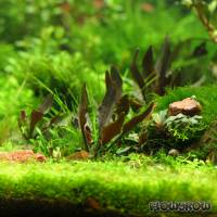 Cryptocoryne walkeri 'Hobbit' - Hobbit-Wasserkelch - Flowgrow Wasserpflanzen-Datenbank